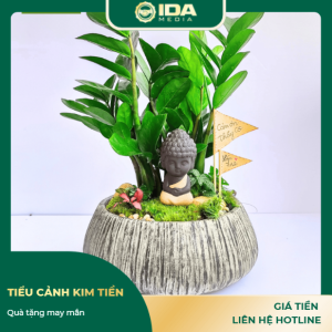 Tiểu cảnh kim tiền quà tặng may mắn