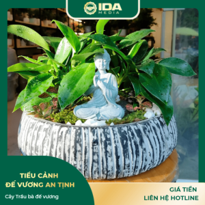 Tiểu cảnh đế vương an tịnh